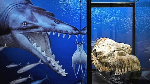 The heaviest animal ever may be this ancient whale found in the Peruvian desert