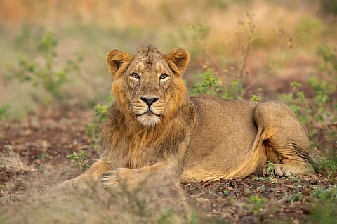 Asiatic lions have steadily grown in numbers over last few years: PM Modi