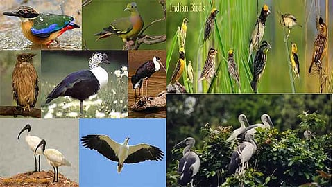 Indian bird species