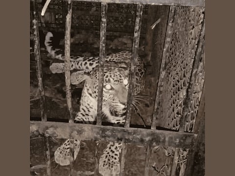 Fifth leopard captured on Tirumala walkway: officials say animal shifted to zoo