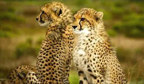 Cheetahs Vayu and Agni shifted to soft release 'boma' in Kuno National Park in MP's Sheopur