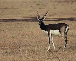 Blackbuck