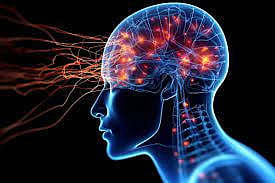 Study describes five phases when human brain rewires itself to support new ways of thinking