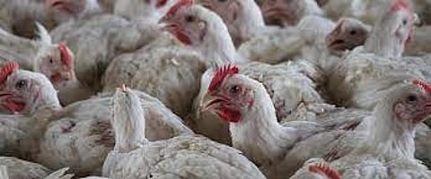 Bird flu outbreak reported in Kerala's Alappuzha