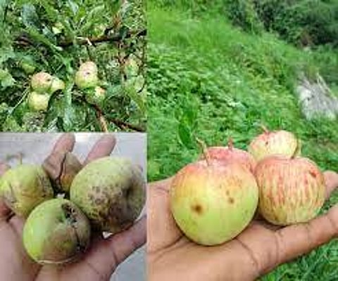 Low Apple Production, Monsoon Impact, and Online Sales: Diwali Sales in Himachal Hit Hard