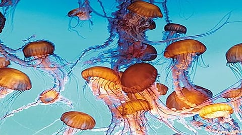 Jellyfish Fisheries