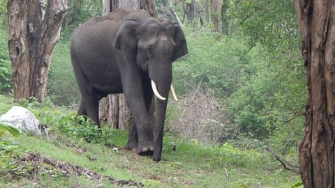 A veterinary doctor was attacked and injured by a herd of jumbos while he was treating an ailing elephant in a forested area in Odisha's Balasore district, an officer said on Wednesday.