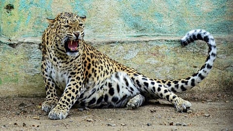 Fearing Diwali crackers, leopard takes shelter inside house in Coonoor for 15 hours