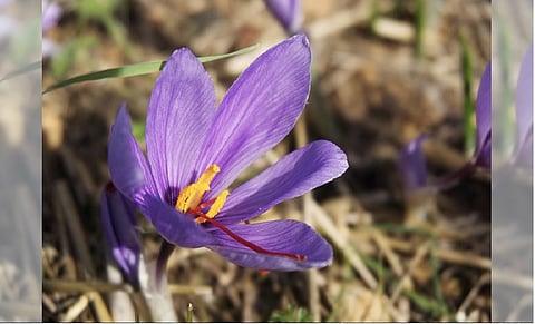 Saffron