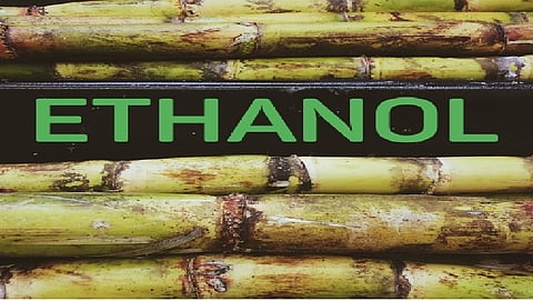 Sugarcane
