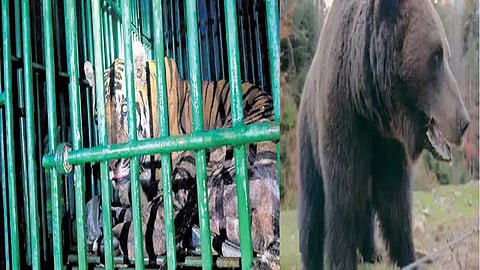 Tiger caged in Wayanad, Kerala, while Bear on prowl