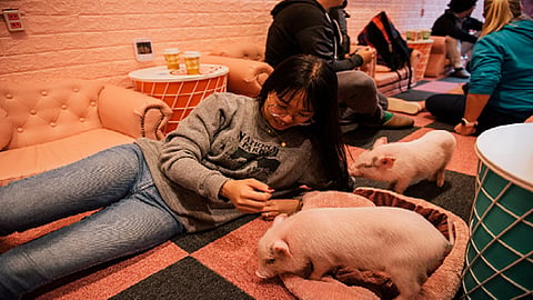 Unconventional Cafés: Where Pigs and People Cuddle Up