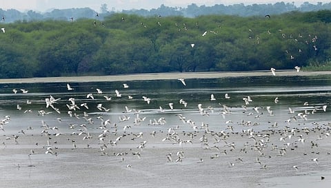 Five more Indian wetlands added to Ramsar list