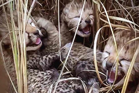 Namibian Cheetah Jwala Gives Birth to Three Cubs at Kuno National Park