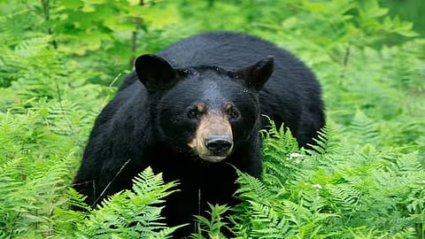 Adult sloth bear that has created panic in Wayanad, Kerala