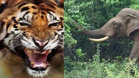 Wild animals' attack in Wayanad, Kerala