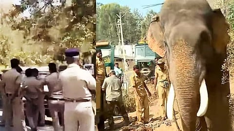 The Wayanad Jumbo - the elusive elephant to be tranquilised