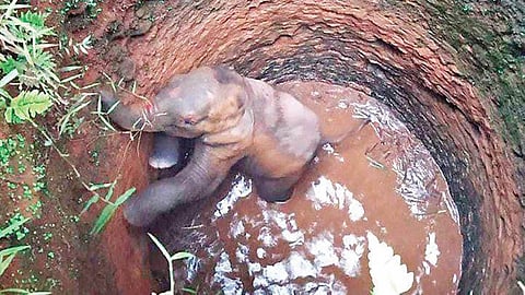 The baby elephant that was rescued by forest department