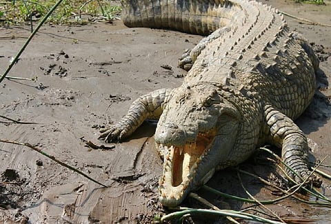 crocodile
