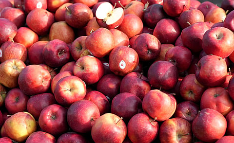 HP govt notifies standardised norms on packing of apples