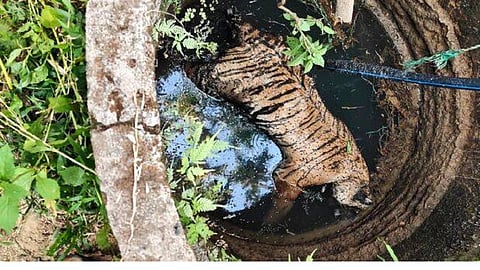 A tiger was found trapped in a well in a residential area near Kalpetta