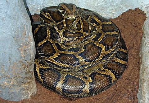 python