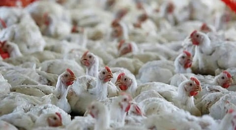 Poultry farm in Kerala