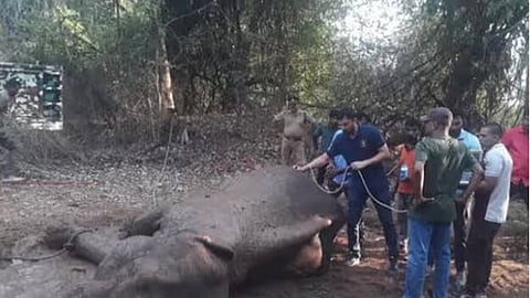 Wild elephant hit by train in Palakkad