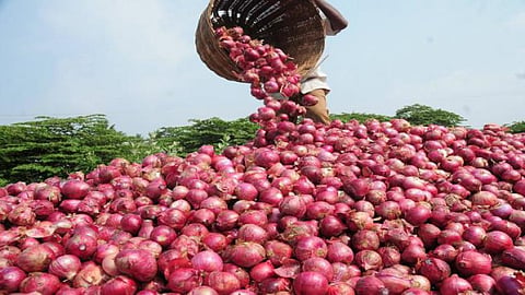 Onion production