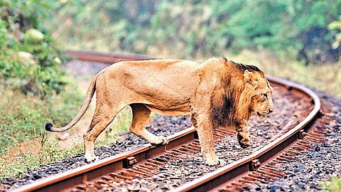 Gujarat: Loco pilot halts goods train instantly after seeing 10 lions on the tracks; earns praise