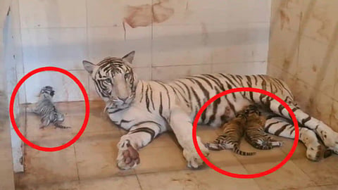 The Tigress with her cubs