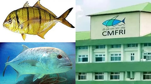 Giant Trevally breeds developed by CMFRI