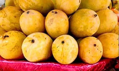 Bengal's Malda mango exports hit