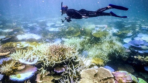 Great Barrier Reef waters were hottest in 400 years over the past decade, study finds