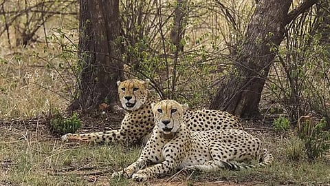 Cheetahs in Kuno National Park