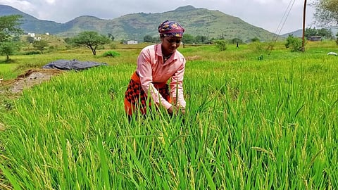 Agricultural activities