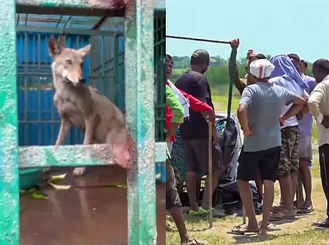 9 teams deployed to kill man-eating wolf in UP's Bahraich