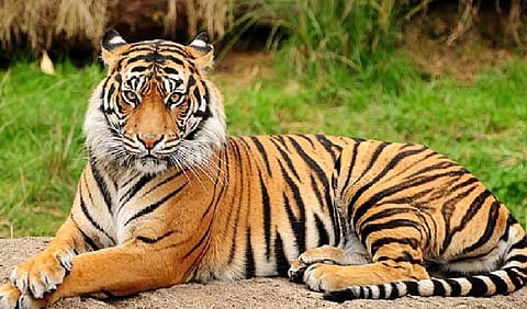 Man mauled to death by tiger in UP's Lakhimpur Kheri; 2nd incident within fortnight