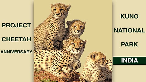 Project Cheetah, India