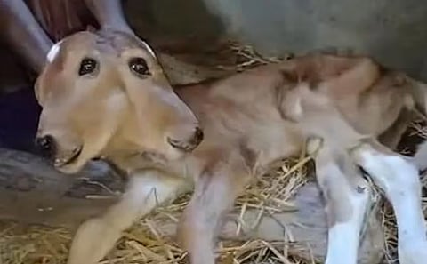Two-headed calf born in Mangaluru