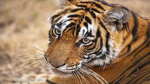 The tigress captured from Chichpalli forest range, Chaandrapur, Maharashtra