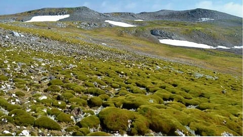 Antarctica turning green 'dramatically', trend accelerated over years, study finds