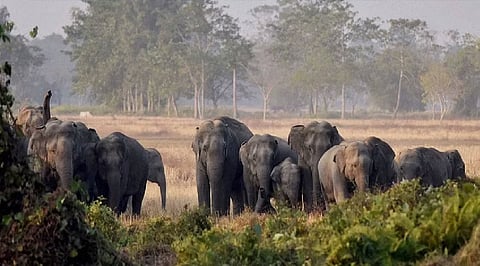 2 more wild elephants die in MP's Bandhavgarh, toll rises to 9; another jumbo critical