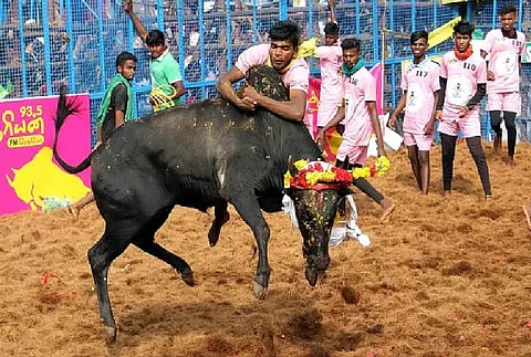 Avaniyapuram' Jallikattu begins, tractor, car on prize list