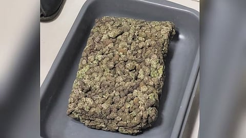 Hybrid ganja