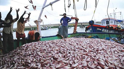India's seafood exports hit record high in 2025-26: Official
