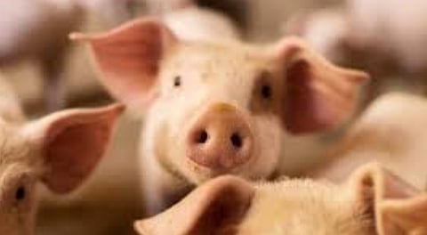 pig