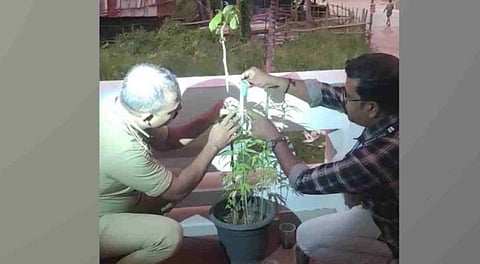 cannabis plant