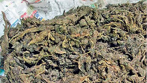 Two arrested with over 12 kg of ganja in Kochi