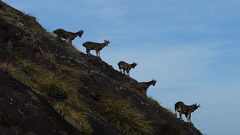 A herd of Nilgiri Tahr from Chokramudi in Munnar